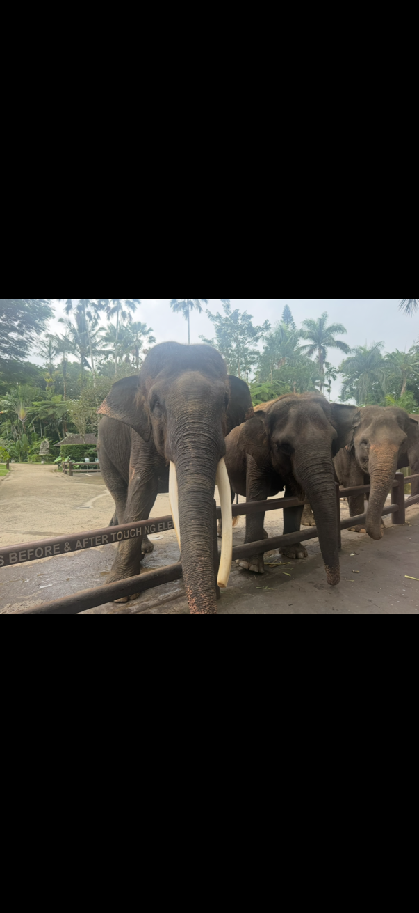 Elephants seen during a Bali excursion
